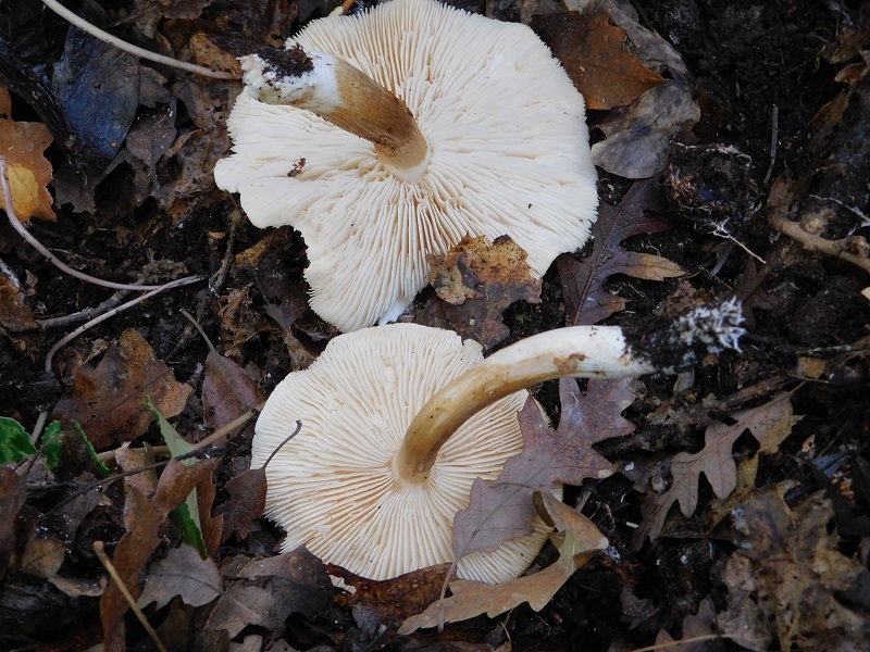 16 Fotogr il 18.12.2021 sotto Leccio